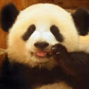 熊猫团子大家族panda