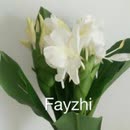 Fayzhi