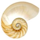 金海螺